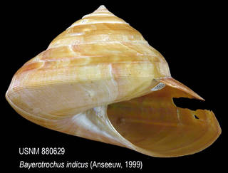 To NMNH Extant Collection (IZ MOL 880629 Shell)