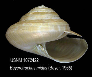 To NMNH Extant Collection (IZ 1072422 Shell)