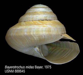 To NMNH Extant Collection (IZ MOL 888645 Shell)
