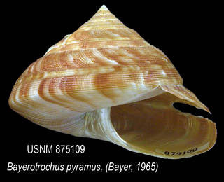 To NMNH Extant Collection (IZ MOL 875109 Shell)