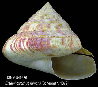To NMNH Extant Collection (IZ MOL846326 Shell)