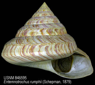 To NMNH Extant Collection (IZ MOL 846595 Shell)