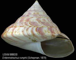 To NMNH Extant Collection (IZ MOL 888030 Shell)