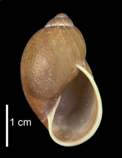To NMNH Extant Collection (IZ MOL 105045 Shell apertural view)
