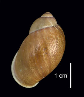 To NMNH Extant Collection (IZ MOL 105045 Shell dorsal view)