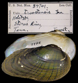 To NMNH Extant Collection (IZ MOL 84701 Unio troostensis)