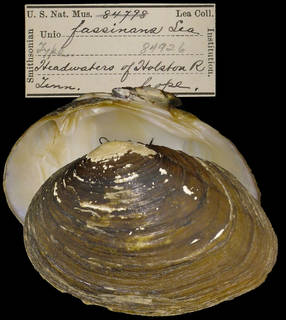 To NMNH Extant Collection (IZ MOL 84926 Unio fassinans)