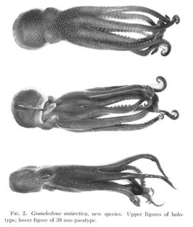 To NMNH Extant Collection (Fig.2. Graneledone antarctica)