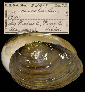 To NMNH Extant Collection (IZ MOL 85319 Unio concolor Holotype)