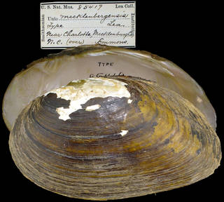 To NMNH Extant Collection (IZ MOL 85419 Unio mecklenbergensis)