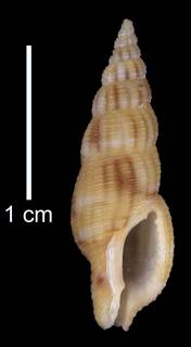 To NMNH Extant Collection (IZ MOL 859960 Holotype Shell)