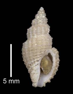 To NMNH Extant Collection (IZ MOL 35961 Holotype Shell)
