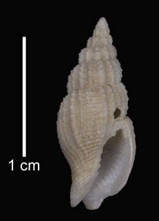 To NMNH Extant Collection (IZ MOL 159696 Figured Type Shell)