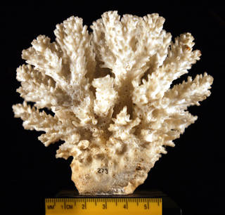 To NMNH Extant Collection (IZCOE273wholecolony)