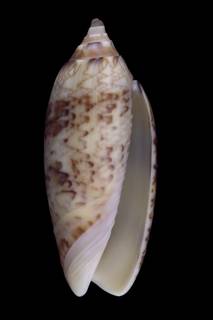 To NMNH Extant Collection (IZ 1115461 Shell image)