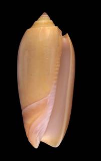 To NMNH Extant Collection (IZ1115509 Shell image)