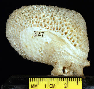 To NMNH Extant Collection (IZCOE327wholecolony)
