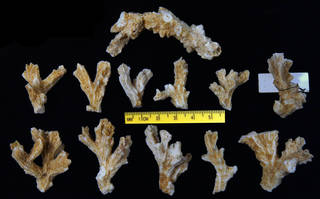 To NMNH Extant Collection (IZCOE4501fragments)