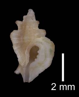 To NMNH Extant Collection (IZ MOL 703309 Holotype shell)