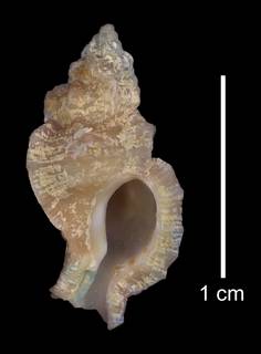 To NMNH Extant Collection (IZ MOL 859837 Holotype shell)
