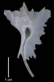 To NMNH Extant Collection (IZMOL652787 Paratype shell)