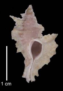 To NMNH Extant Collection (IZ MOL 783318 Paratype shell)