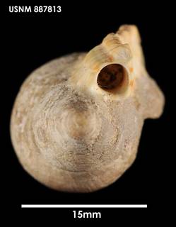 To NMNH Extant Collection (Alcithoe (Leporemax) fusus, apical)