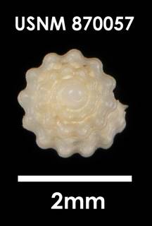 To NMNH Extant Collection (Antistreptus magellanicus, apical)