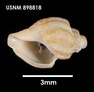 To NMNH Extant Collection (Belalora striatula, ventral)