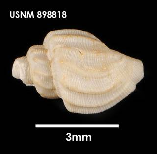 To NMNH Extant Collection (Belalora striatula, dorsal)