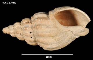 To NMNH Extant Collection (Cominella (Eucominia) marlboroughensis, ventral)