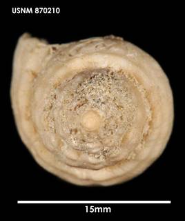 To NMNH Extant Collection (Cominella (Eucominia) olsoni, apical)