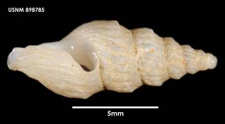 To NMNH Extant Collection (Eumetadrillia fuegiensis, lateral)
