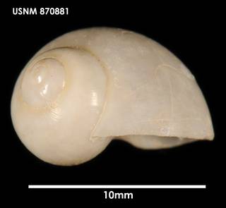 To NMNH Extant Collection (Falsilunatia powelli, lateral 870881)