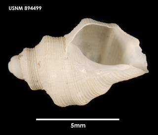 To NMNH Extant Collection (Falsitromina tricarinata, ventral)