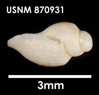 To NMNH Extant Collection (Lorabela davisi, lateral)