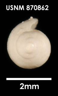 To NMNH Extant Collection (Marginella amoena, apical)