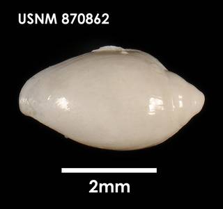 To NMNH Extant Collection (Marginella amoena, dorsal)