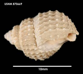 To NMNH Extant Collection (Nassarius ephamillus, lateral)
