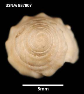 To NMNH Extant Collection (Notovoluta verconis, apical)