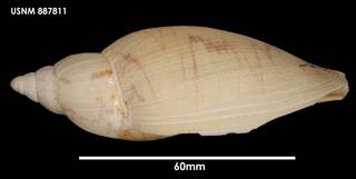 To NMNH Extant Collection (Odontocymbiola magellanica, lateral)