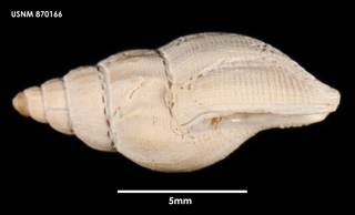 To NMNH Extant Collection (Pareuthria powelli, lateral)
