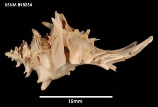 To NMNH Extant Collection (Poirieria zelandica (1) 898254)