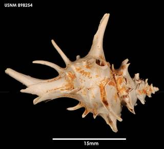 To NMNH Extant Collection (Poirieria zelandica (3) 898254)