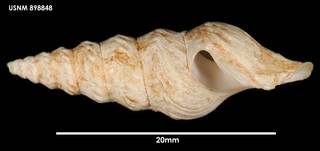 To NMNH Extant Collection (Spirotropis studeriana, lateral)