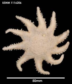 To NMNH Extant Collection (Crossaster penicillatus, dorsal)