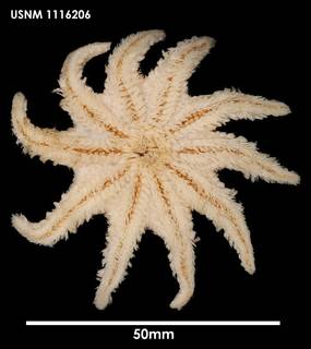 To NMNH Extant Collection (Crossaster penicillatus, ventral)