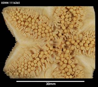To NMNH Extant Collection (Diplopteraster verrucosus 1116265)