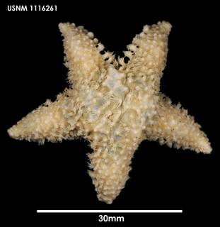 To NMNH Extant Collection (Lophaster stellans (1) 1116261)
