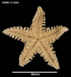 To NMNH Extant Collection (Lophaster stellans (2) 1116261)